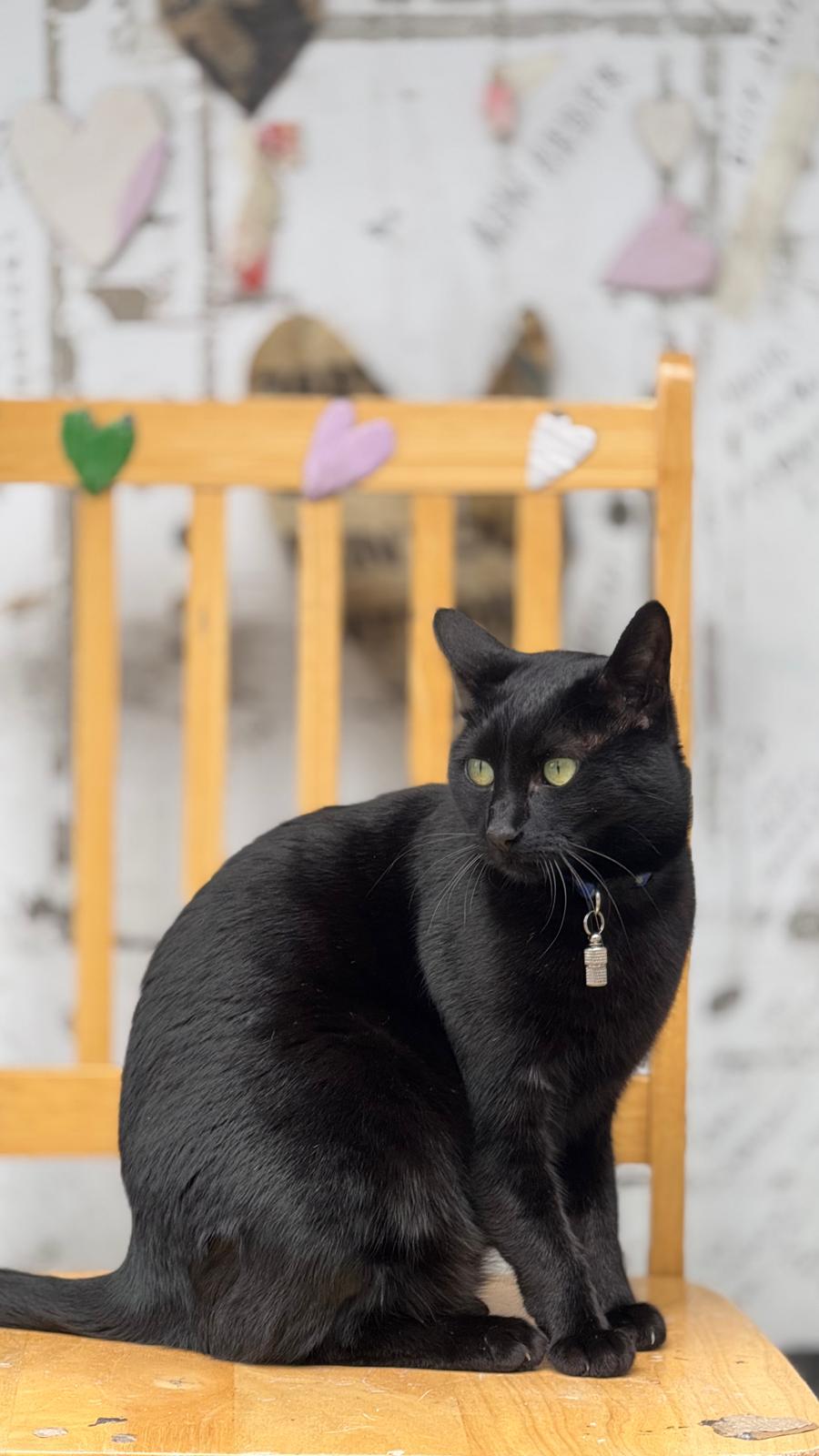 Mimi sitting on her chair outside the shop